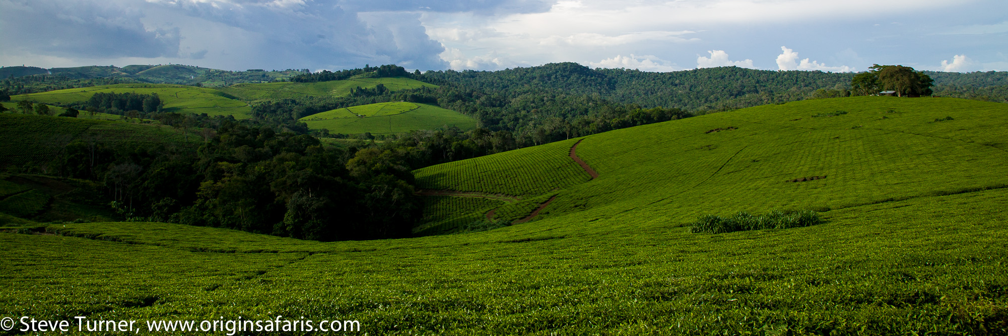 Tea plantations surround the forest.