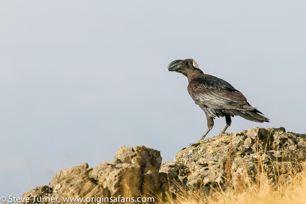 Yet another Ethiopian endemic - the Thick-Billed Raven.