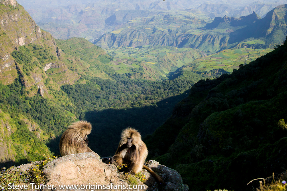 Simien is home to approx 50,000 Gelada.