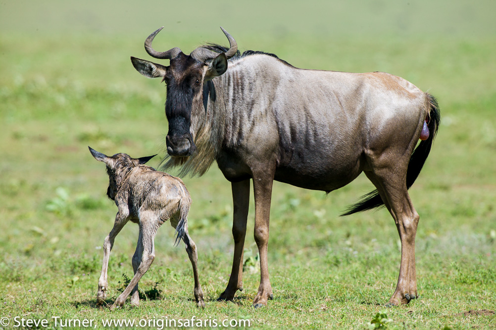 This image has an empty alt attribute; its file name is wildebeest20532.jpg