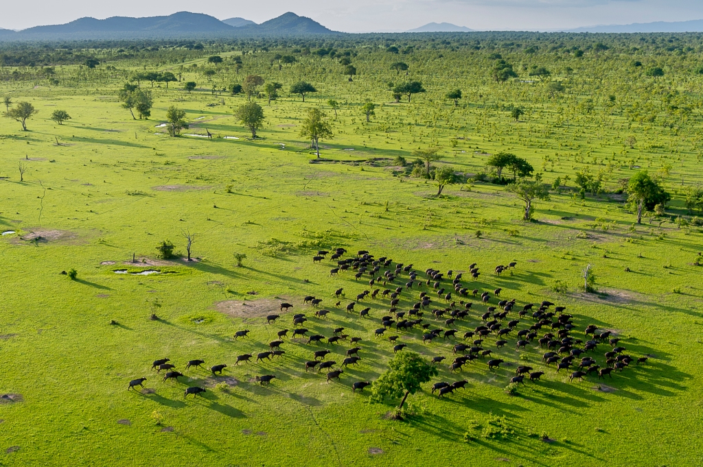 This image has an empty alt attribute; its file name is selous-buffalo-from-the-air-rr.jpg